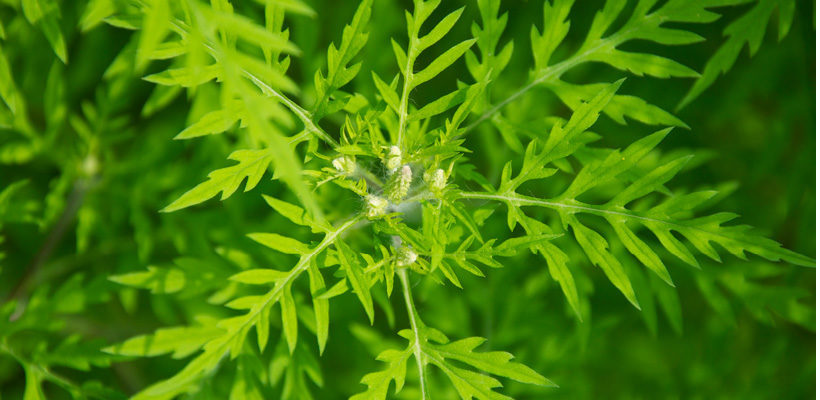 Ragweed, Burr-ragweed (Ambrosia) Genus Level details and Allergy Info ...