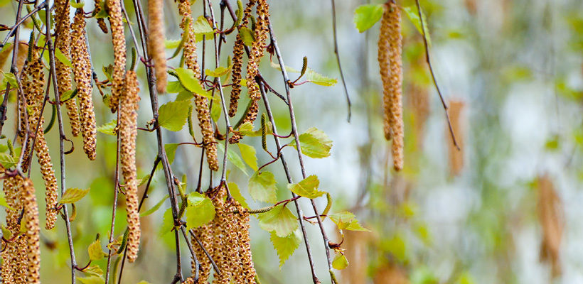 Birch (Betula) Genus Level details and Allergy Info | Pollen.com