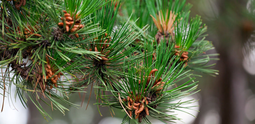 Pine (Pinus) Genus Level details and Allergy Info | Pollen.com