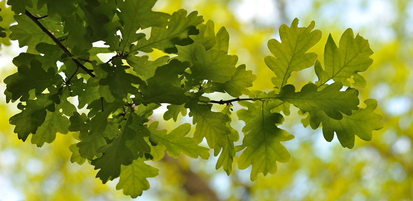 Oak (Quercus) Genus Level details and Allergy Info | Pollen.com