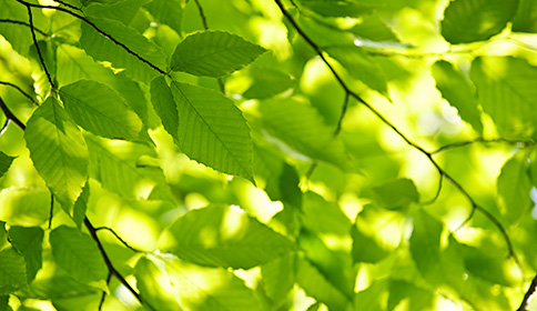 Elm (Ulmus) Genus Level details and Allergy Info | Pollen.com